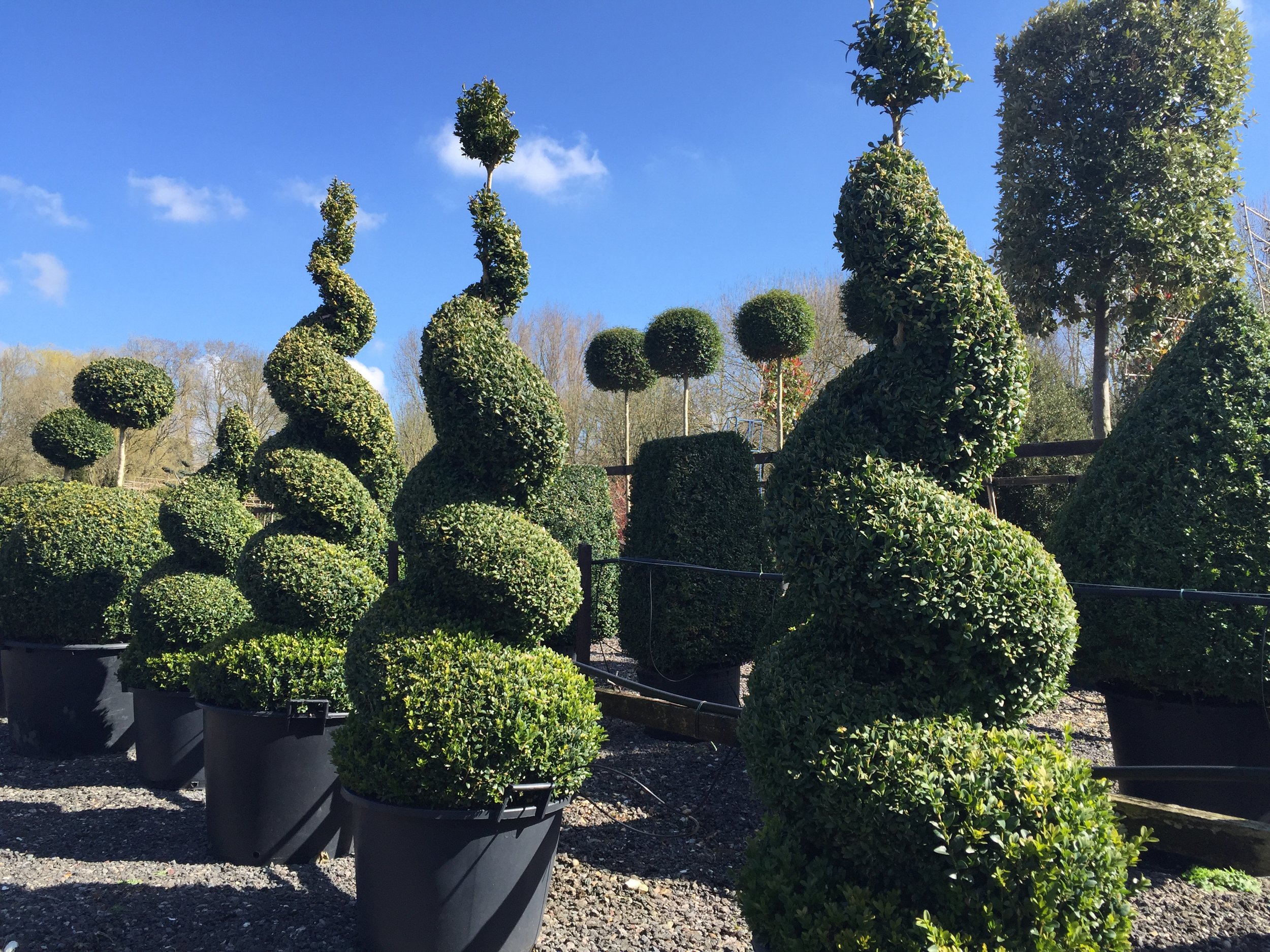 The Art of the Spiral Topiary Style