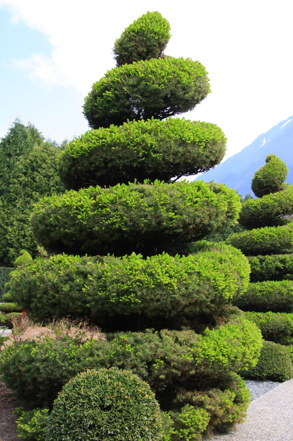 Spiral Topiary Style Tree