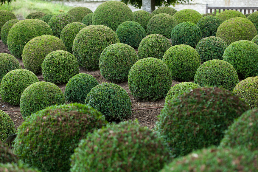 ball topiary style