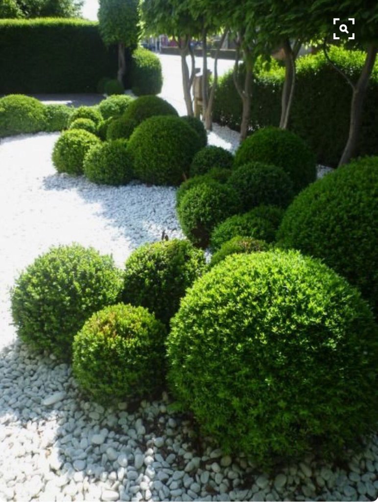 ball topiary style