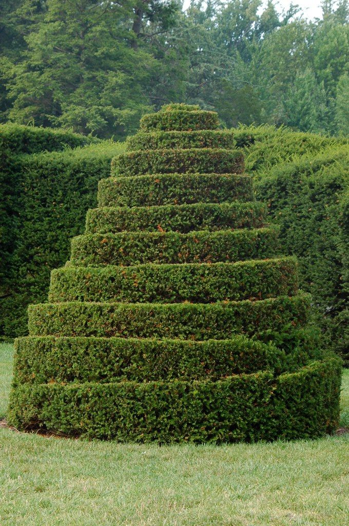 Spiral Topiary Style 